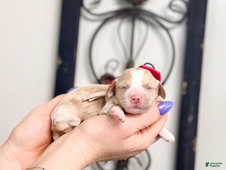 Mixed Breed dogs Dawn - Ad 9