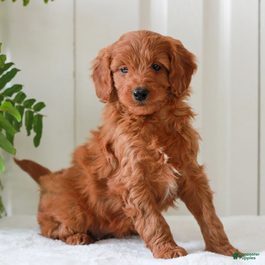 Mini Goldendoodle dogs for sale: Hannah  - Ad 3