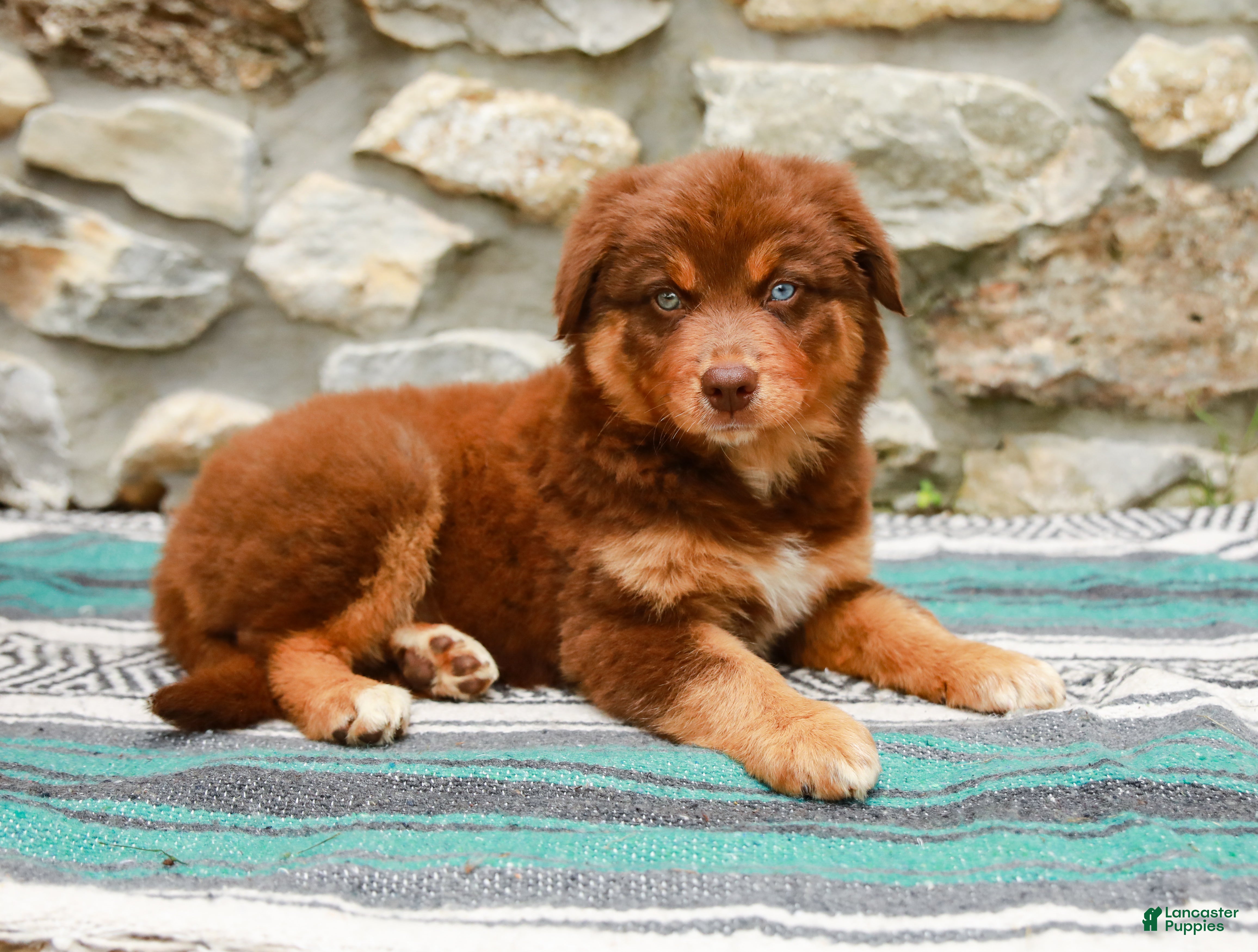 Australian Shepherd dogs Lucy - Ad 2