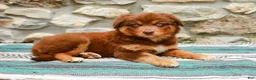 Australian Shepherd dogs for sale: Lucy - Ad 2