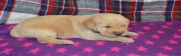 Golden Retriever dogs for sale: Marshmellow - Ad 1