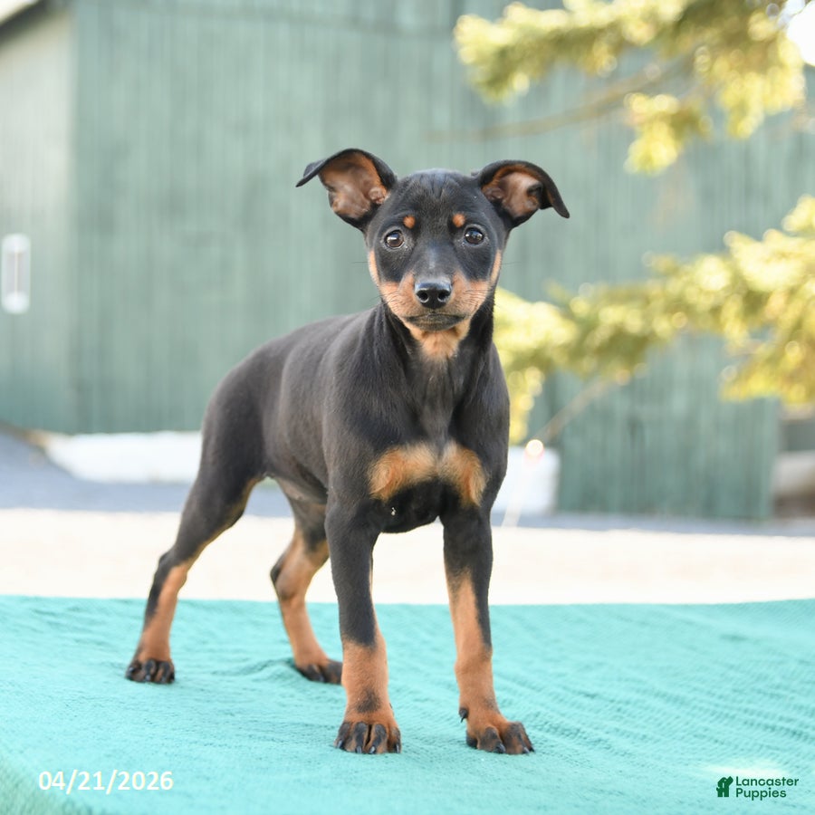Miniature Pinscher dogs Twinkle - Ad 1