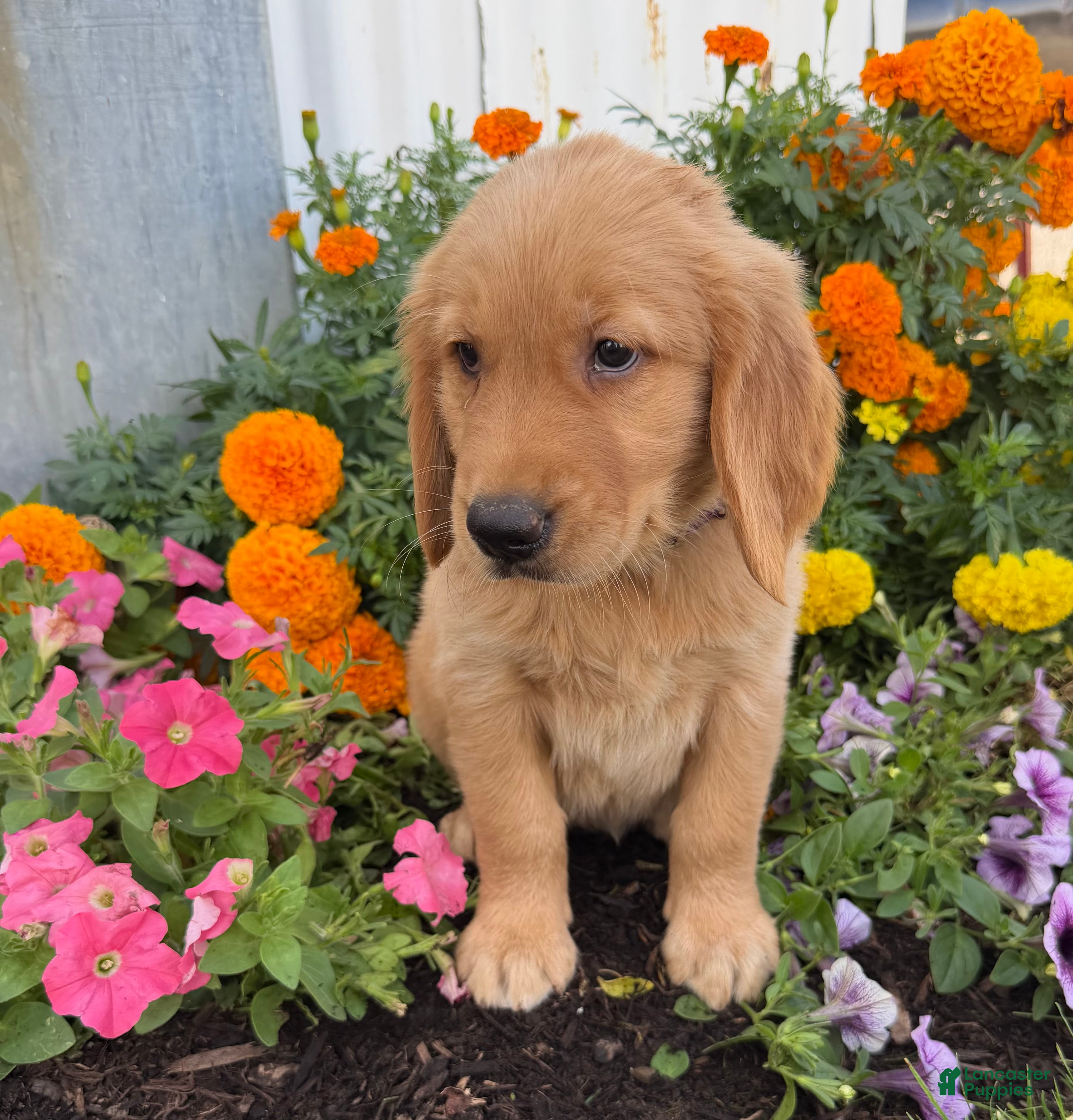 Golden Retriever dogs Haley - Ad 2