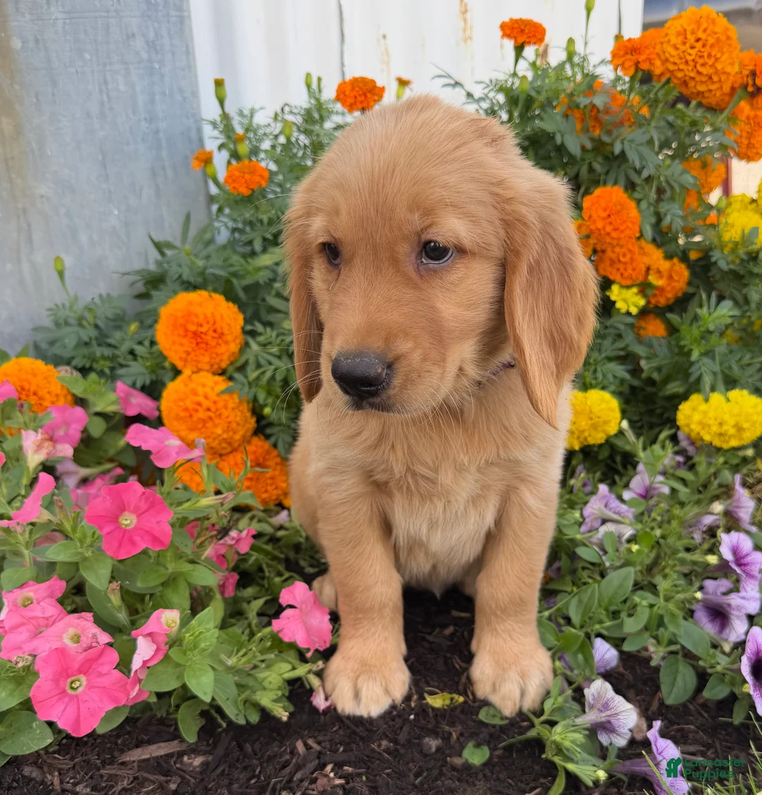 Golden Retriever dogs for sale: Haley - Ad 2