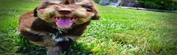 Havapoo dogs for sale: Epic - Ad 9