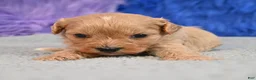 Cavapoo dogs for sale: Cavapoo 5 - Ad 6