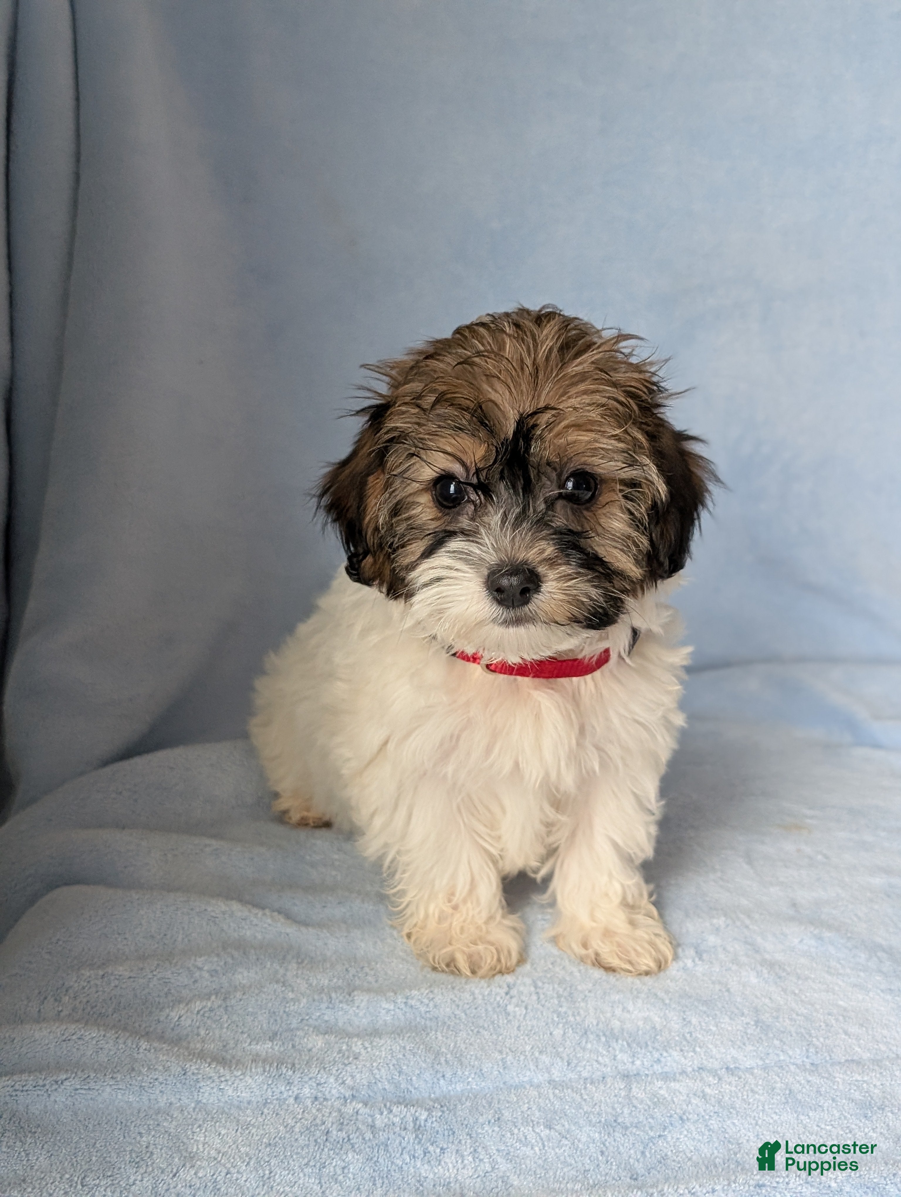 Havapoo dogs Oakley  - Ad 42