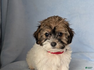 Havapoo dogs Oakley - Ad 37