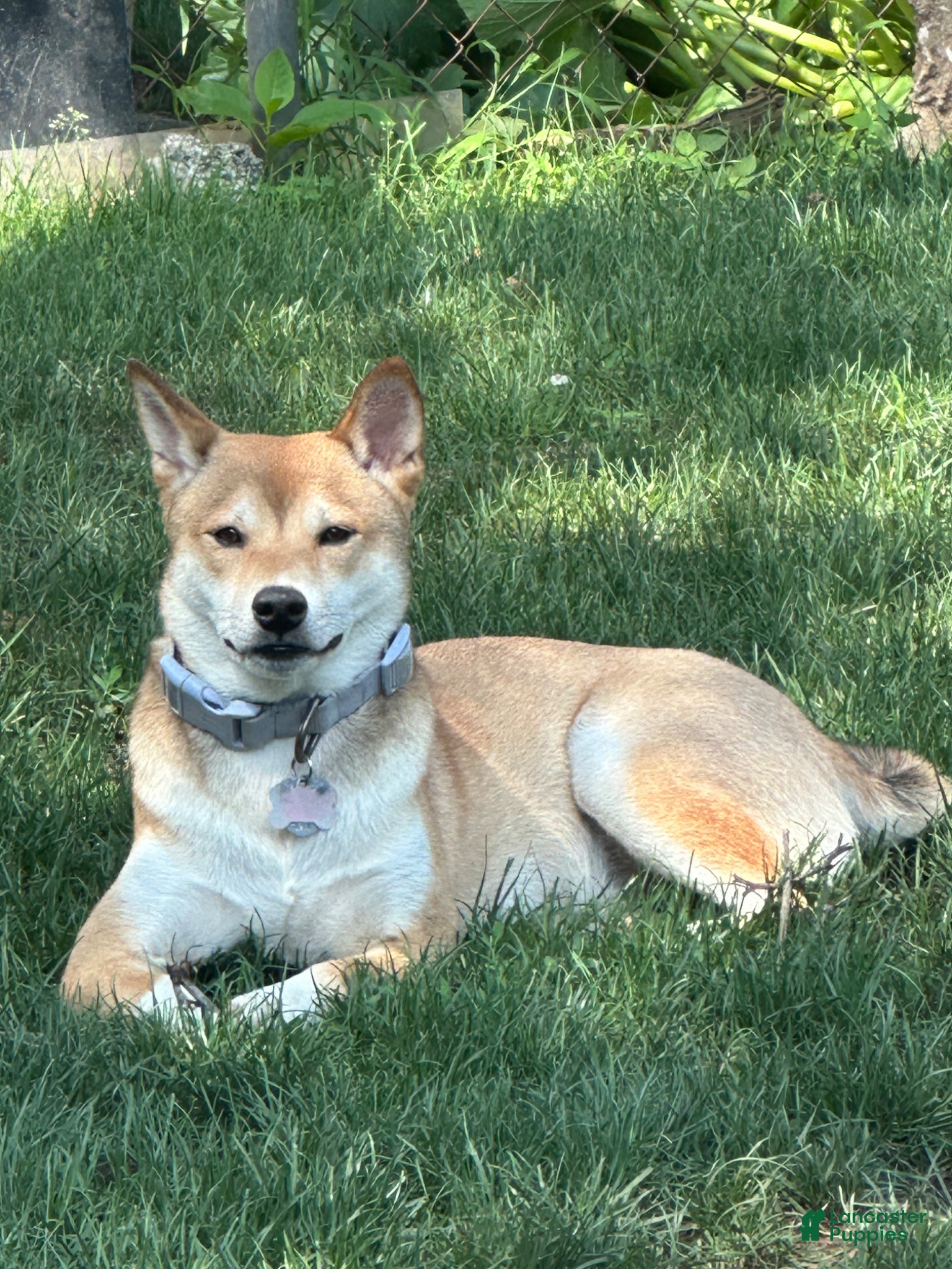 Shiba Inu dogs Sparky - Ad 2