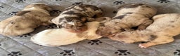 Catahoula Leopard Dog dogs for sale: Catahoula Leopard Dog Puppy 2 - Ad 13