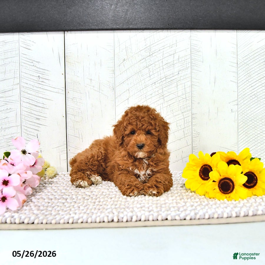 Miniature Poodle dogs Kaiden - Ad 1