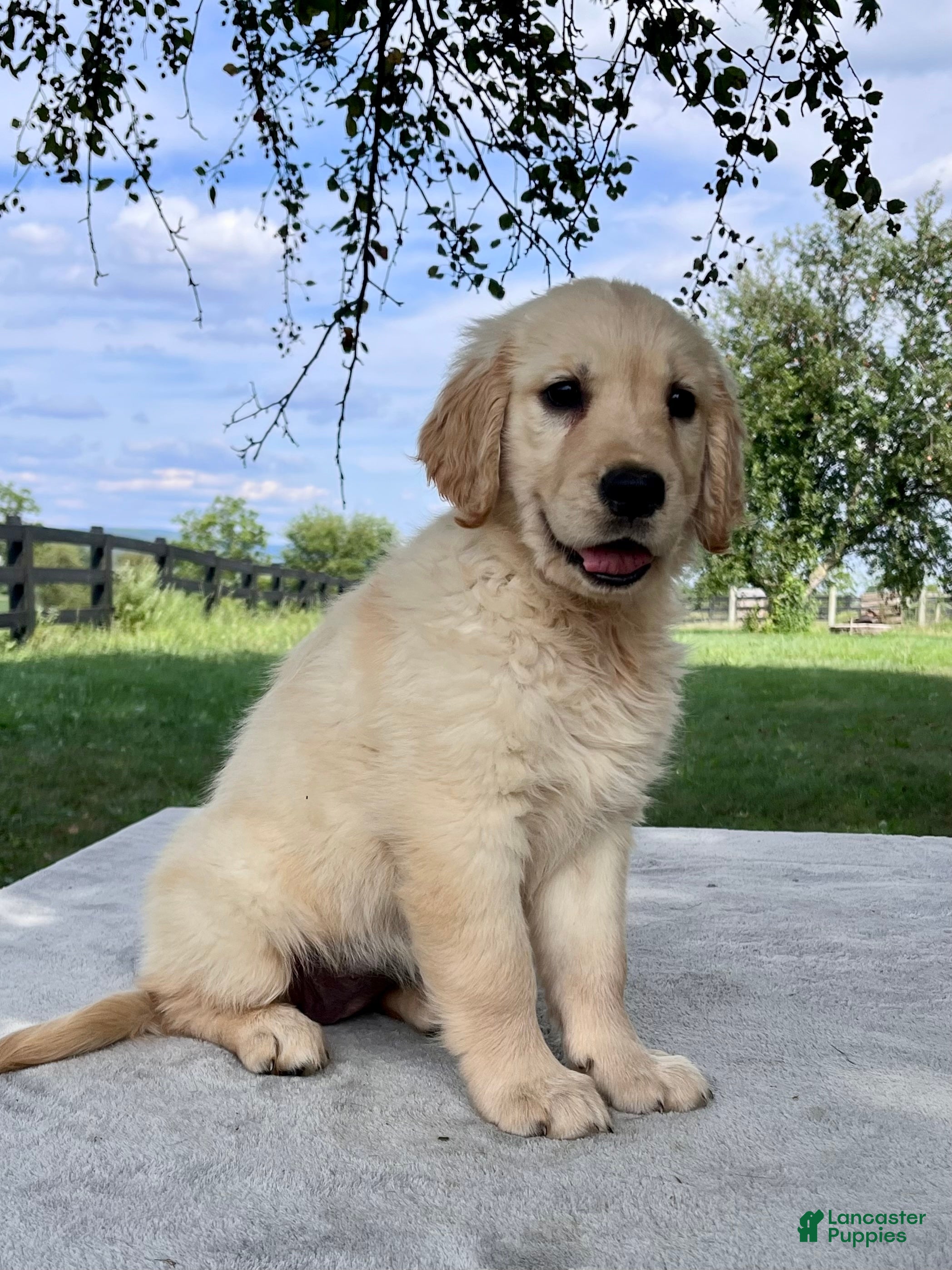 Golden Retriever dogs Grace - Ad 2