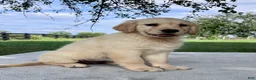 Golden Retriever dogs for sale: Grace - Ad 2