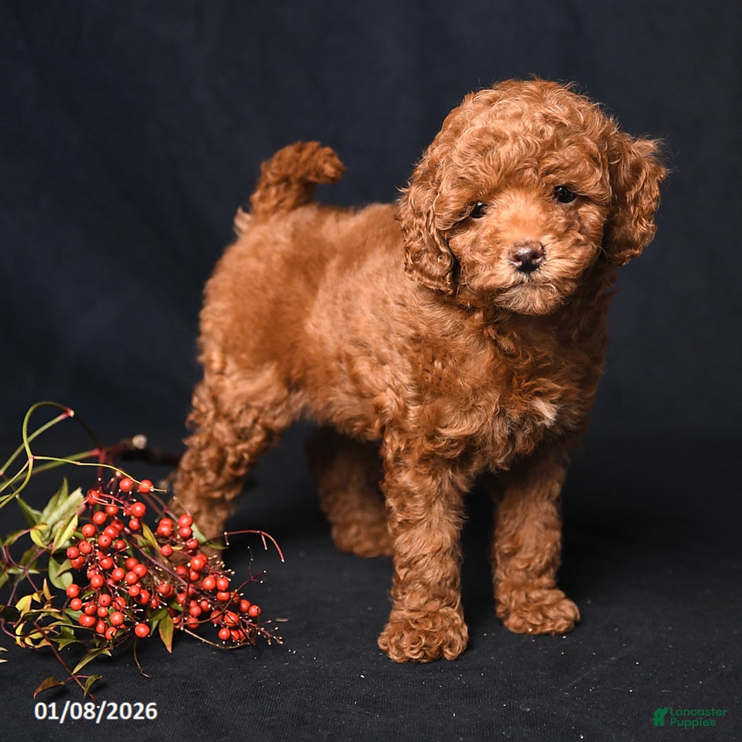 Toy Poodle dogs for sale: Muffin - Ad 3