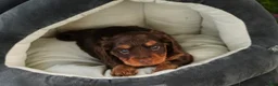 Miniature Dachshund dogs for sale: Barnaby Miniature Dachshund  - Ad 4