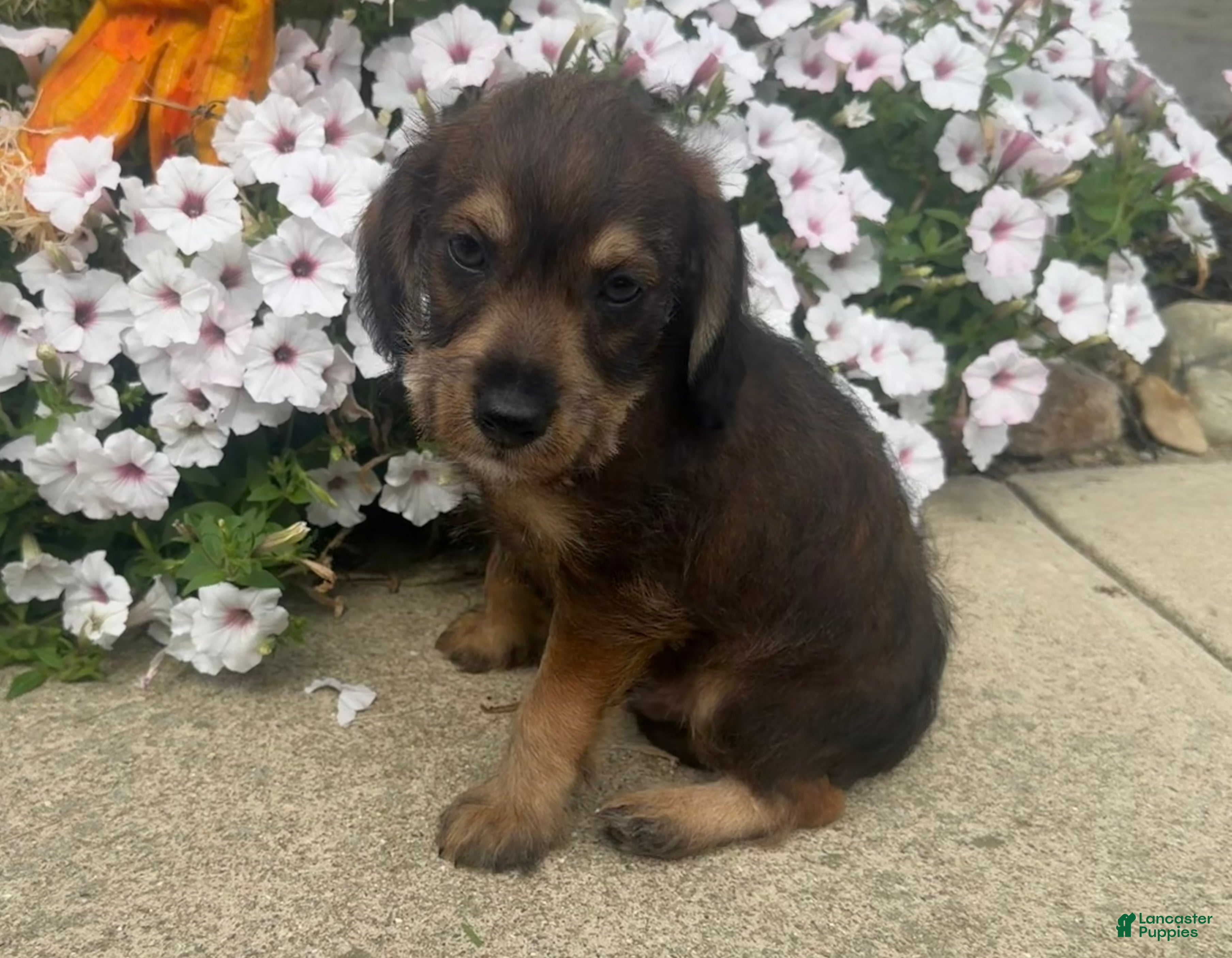 Mixed Breed dogs Johnny - Ad 1
