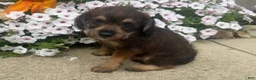 Mixed Breed dogs for sale: Johnny - Ad 1