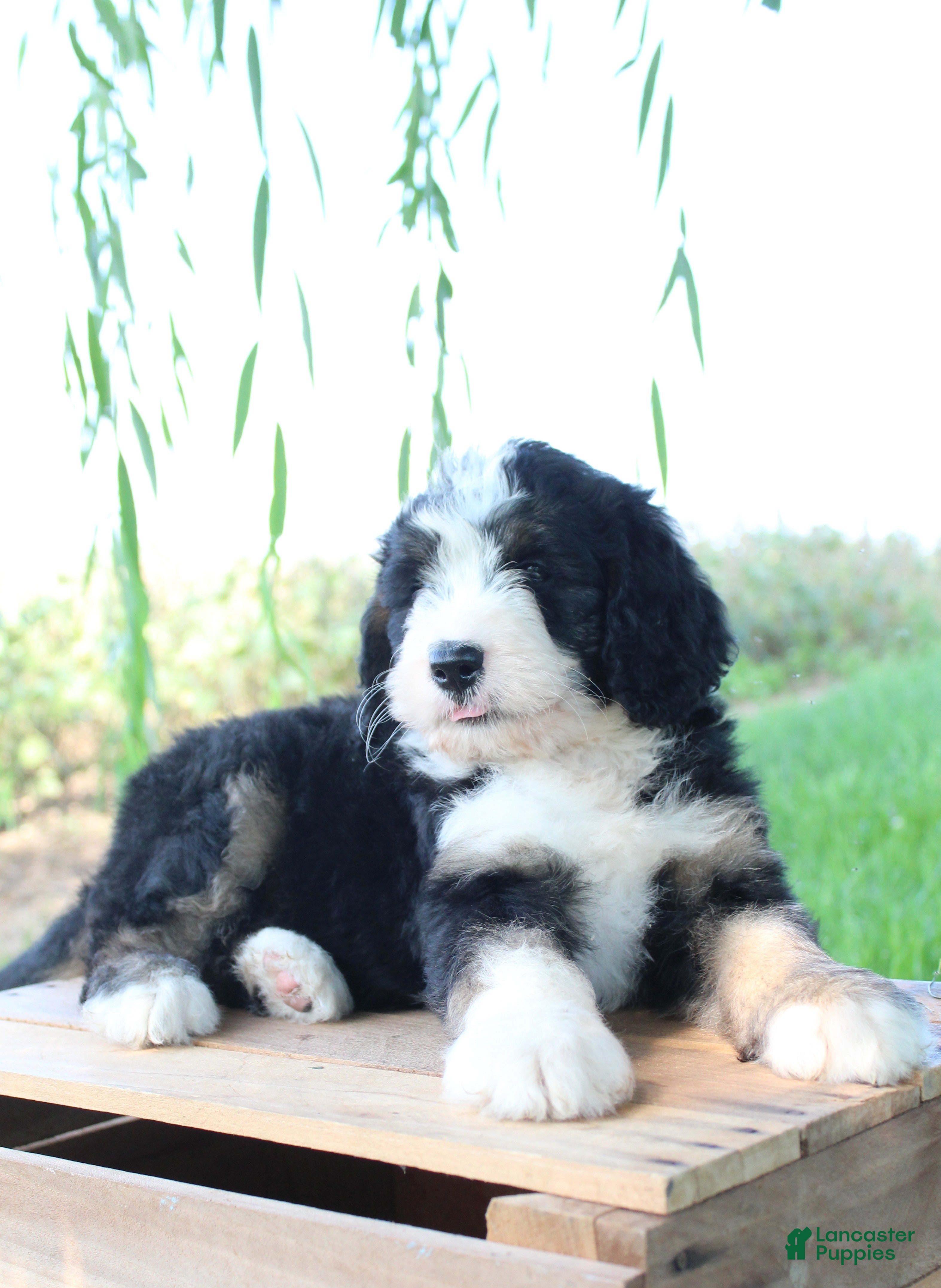 Bernedoodle dogs Harper - Ad 2