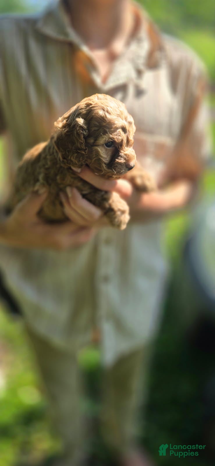Cockapoo dogs Liam - Ad 2