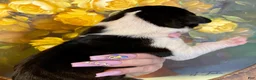 Great Dane dogs for sale: Obisidian Wildfire Coal - Ad 3