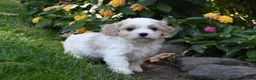 Cavachon dogs for sale: Cash - Ad 4