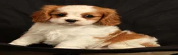 Cavalier King Charles Spaniel dogs for sale: Quinton - Ad 5