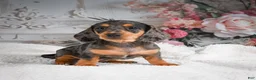 Miniature Dachshund dogs for sale: AKC-Gina - Ad 7