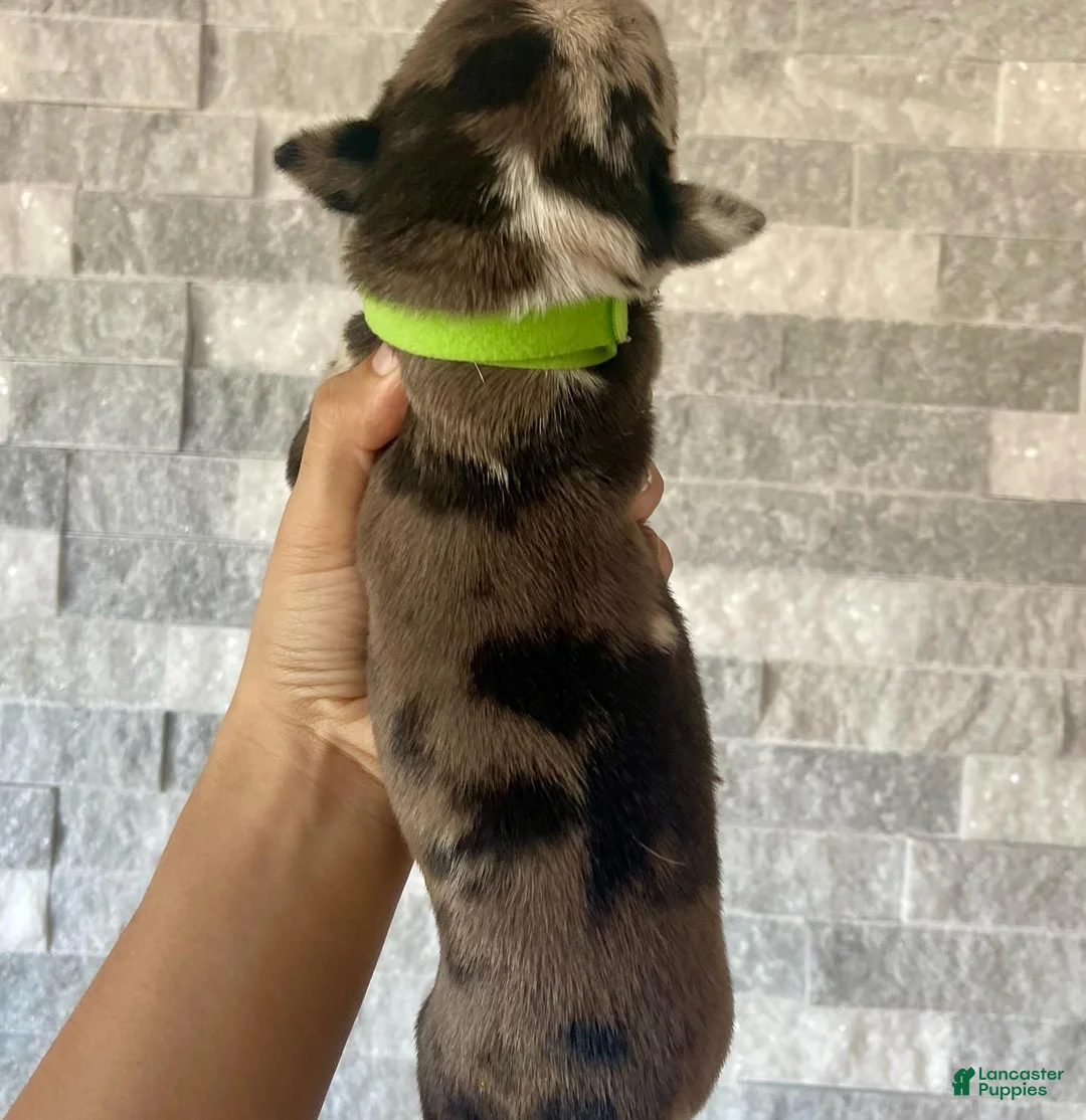 Cane Corso dogs for sale: Sentinel & Soul Louis XIII: North American Mastiff-Black Merle  - Ad 2