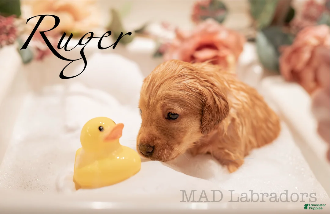 Labrador Retriever dogs for sale: Ruger - Ad 2