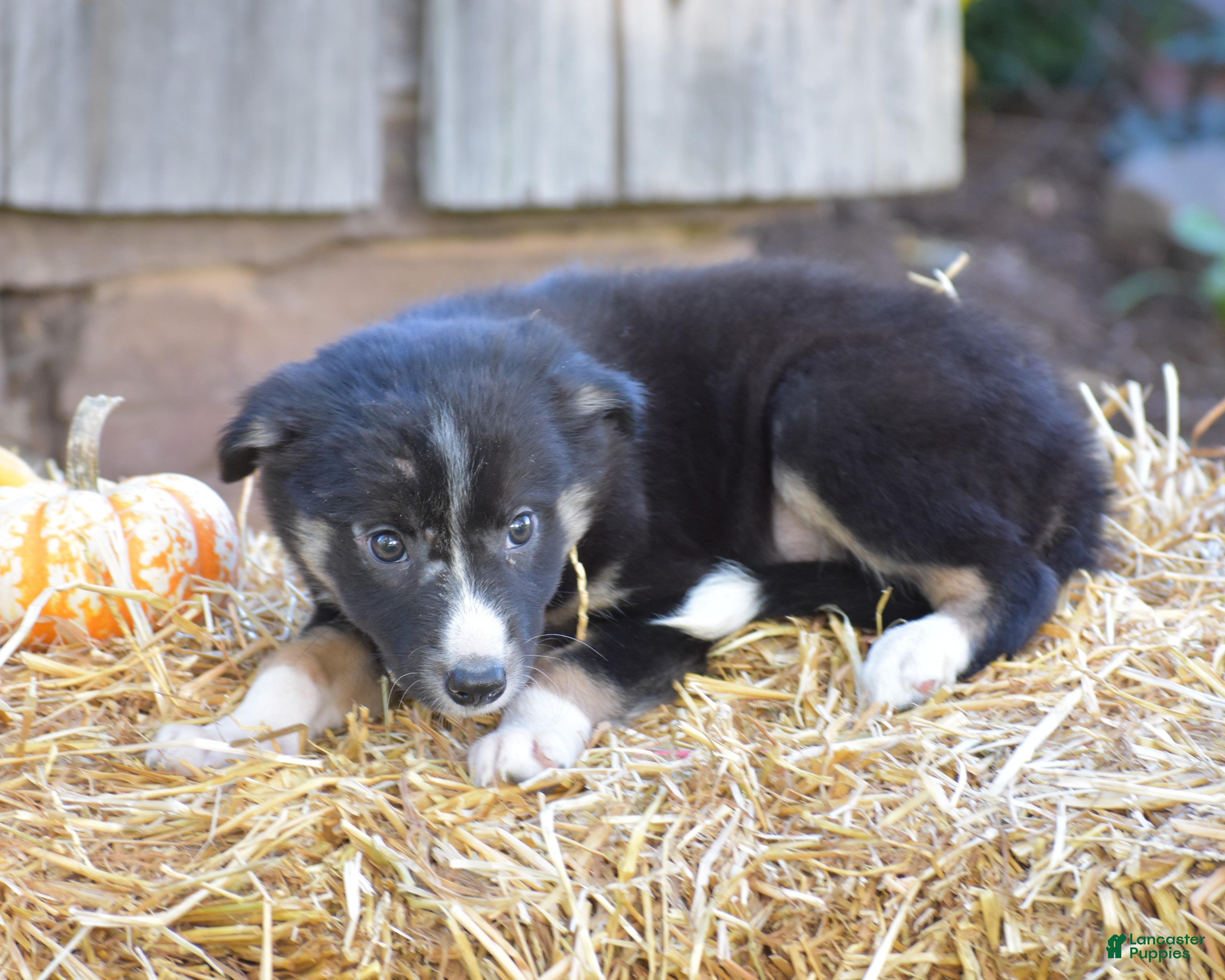Border Collie dogs Tinker - Ad 2