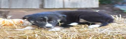 Border Collie dogs for sale: Tinker - Ad 2