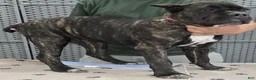 Cane Corso dogs for sale:  Hot Pink  Girl  - Ad 4