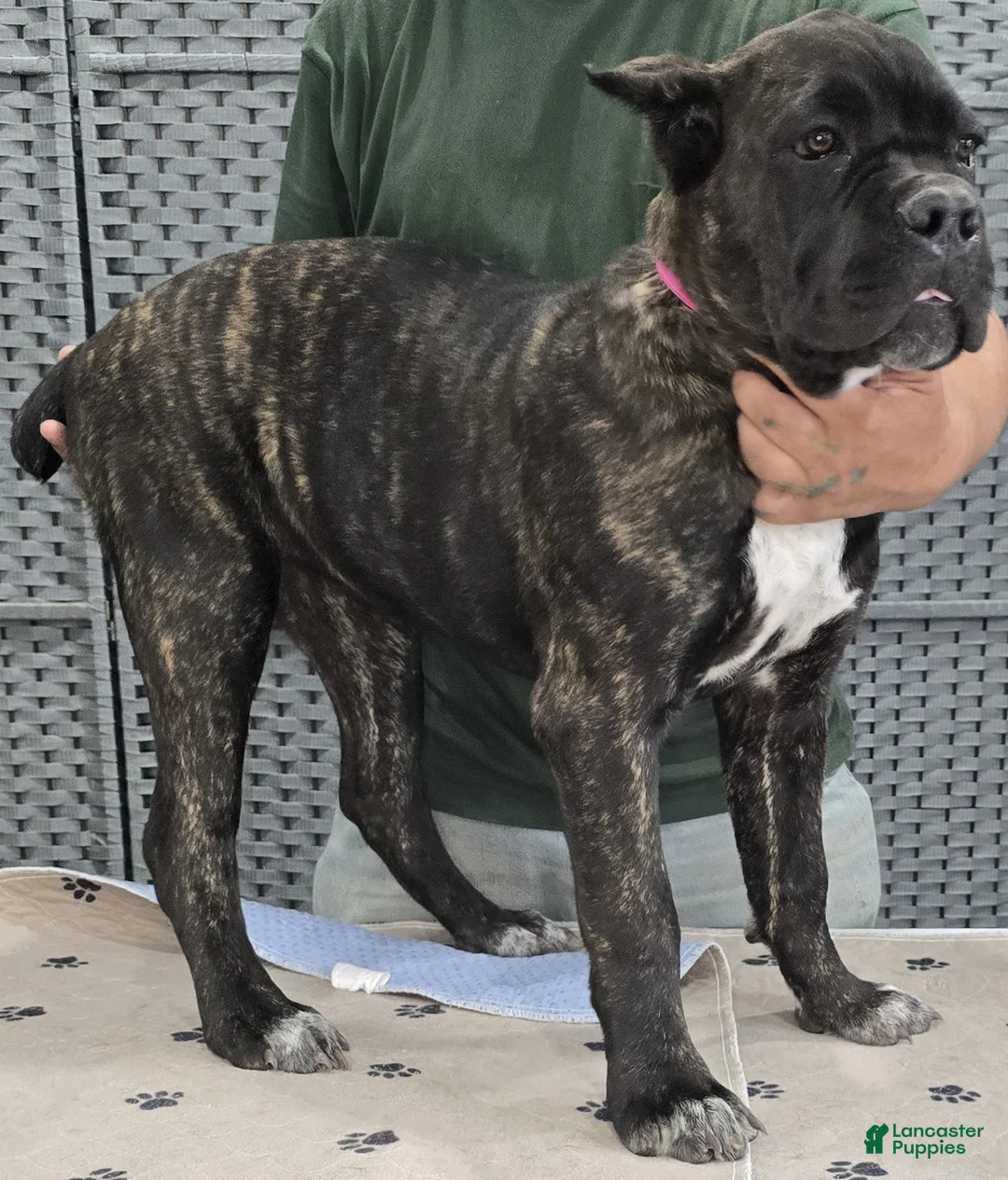 Cane Corso dogs for sale:  Hot Pink  Girl  - Ad 4