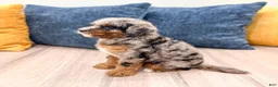 Cavapoo dogs for sale: Sue - Ad 4