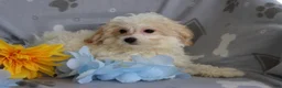 Maltipoo dogs for sale: Reggie  - Ad 4