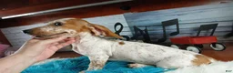 Miniature Dachshund dogs for sale: Sugar pies blue eyed white boy. Hand delivery  - Ad 6