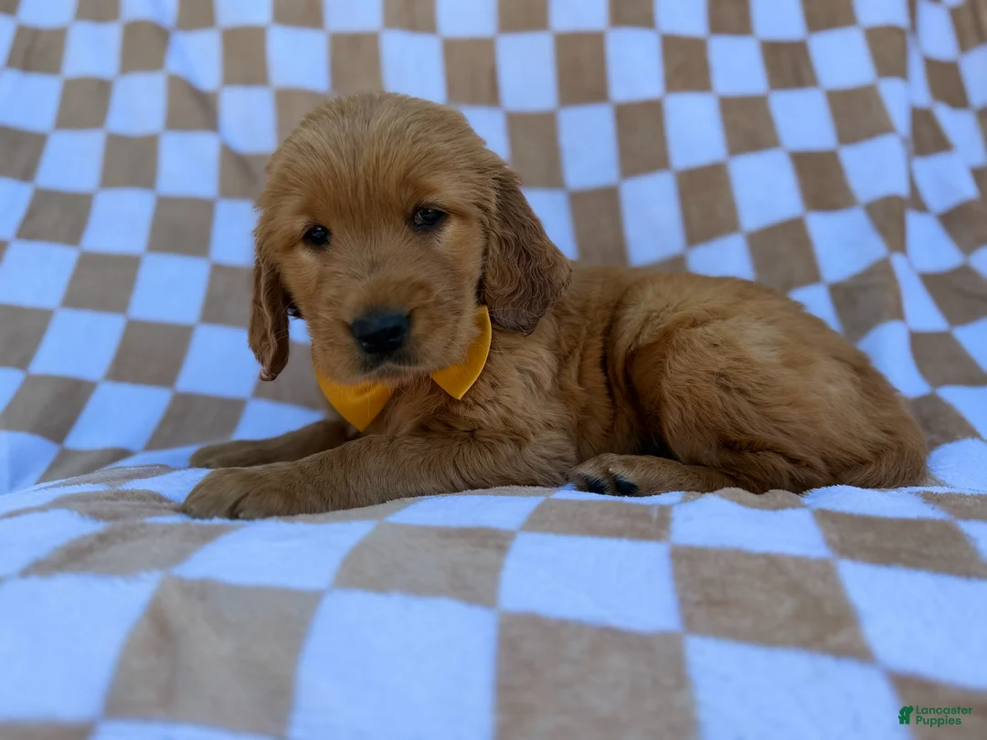 Golden Retriever dogs for sale: Mikey - Ad 8