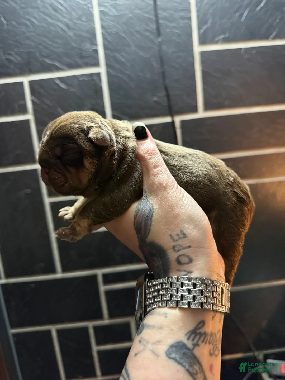 English Bulldog dogs for sale: Chocolate male - Ad 1