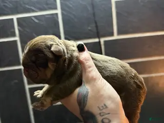 English Bulldog dogs Chocolate male - Ad 17