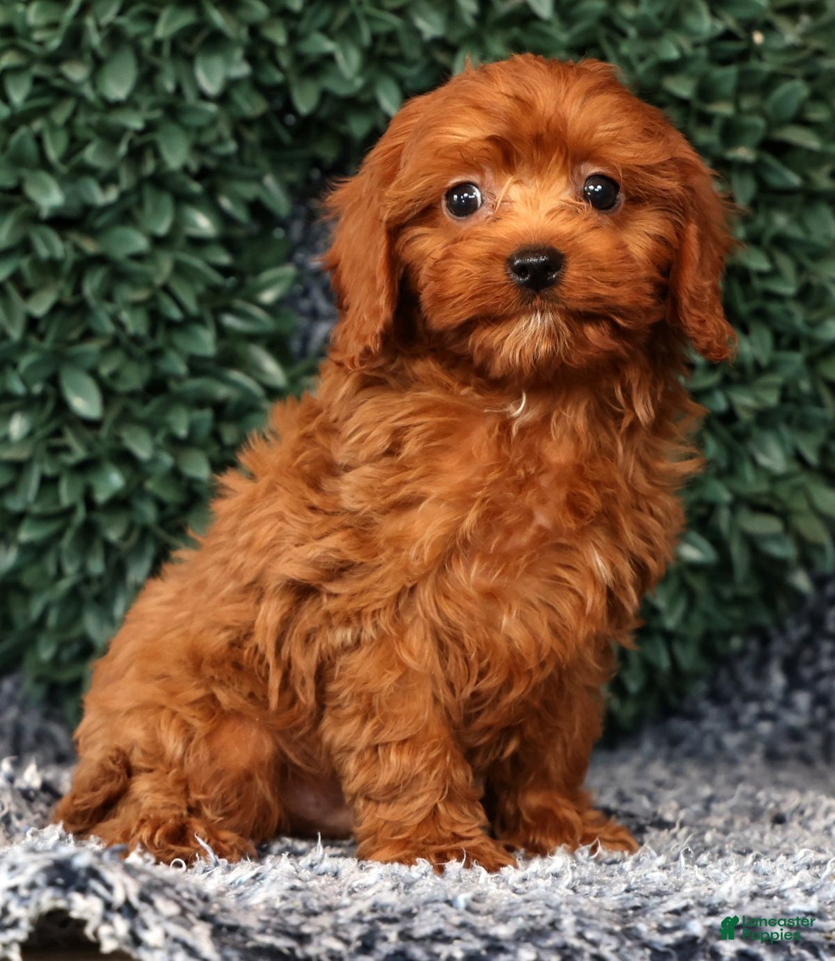 Cavapoo dogs Mason - Ad 1