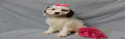 Cockapoo dogs for sale: Angel - Ad 3