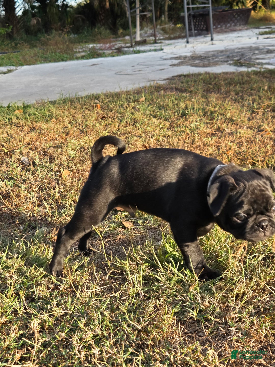 Mixed Breed dogs for sale: Ranger - Ad 4