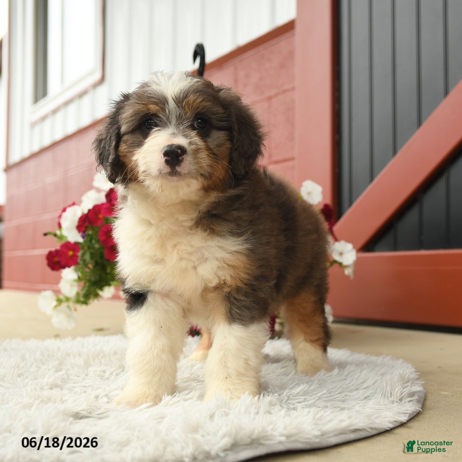 Aussiedoodle dogs Harvey - Ad 2