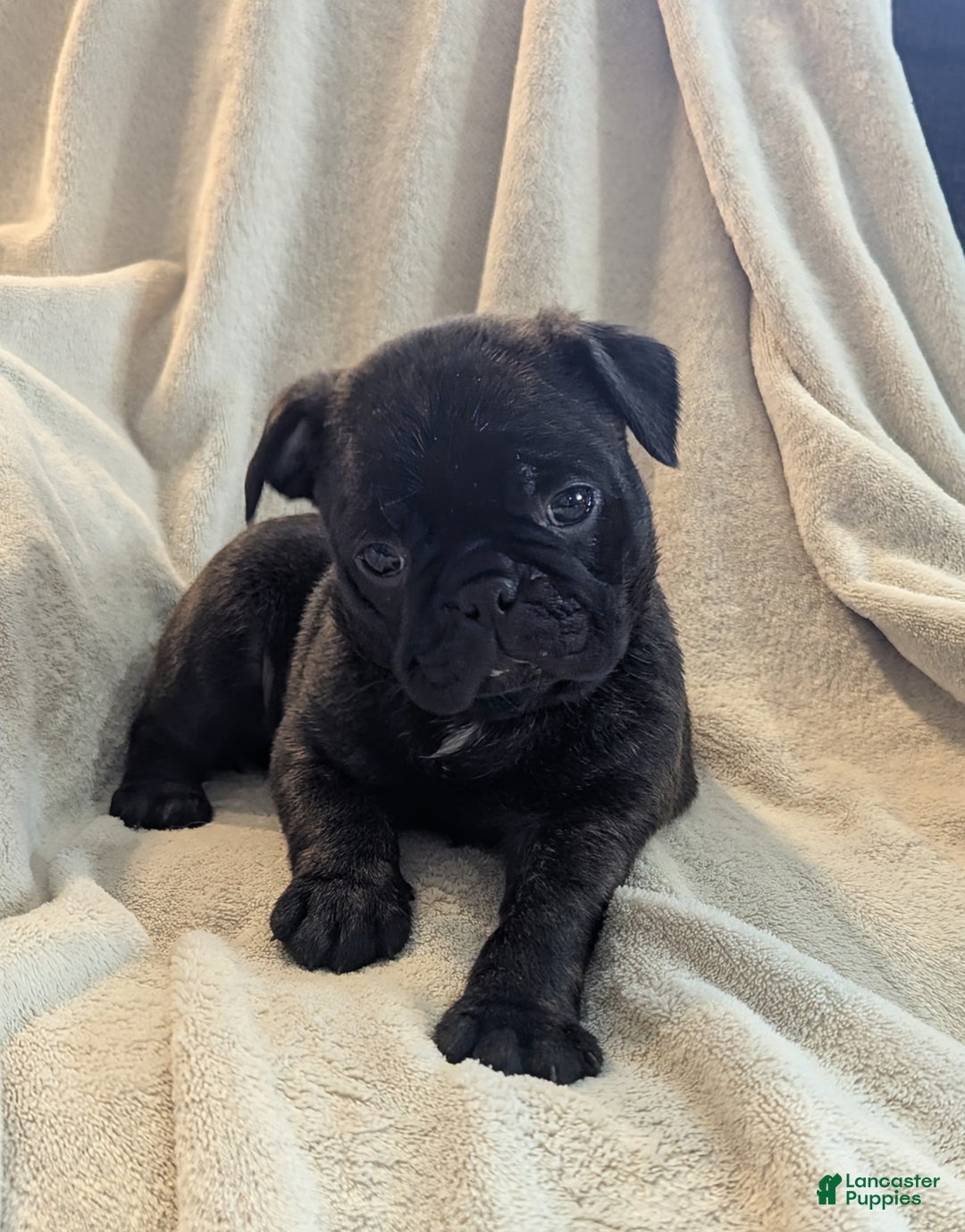 Mixed Breed dogs for sale: Tommy - Ad 4