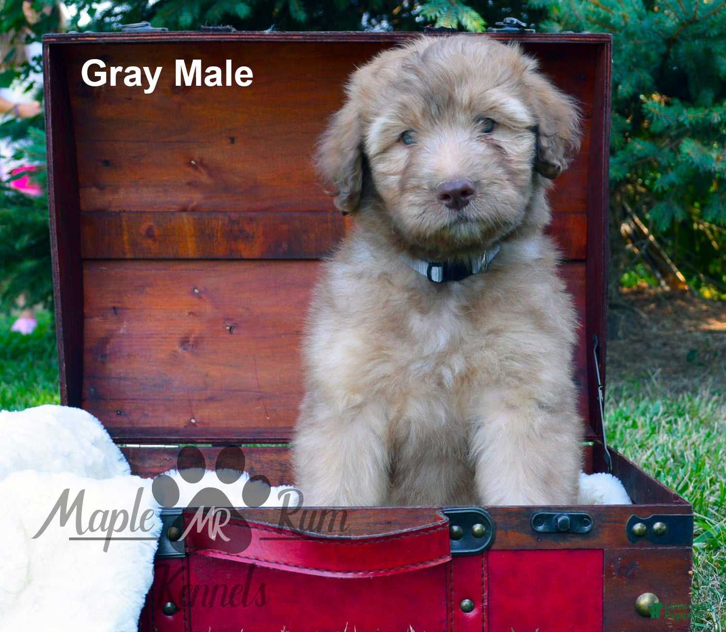 Aussiedoodle dogs Gray Mia Male - Ad 1