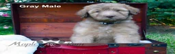 Aussiedoodle dogs for sale: Gray Mia Male - Ad 1