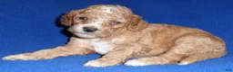 Cockapoo dogs for sale: Teddy - Ad 4