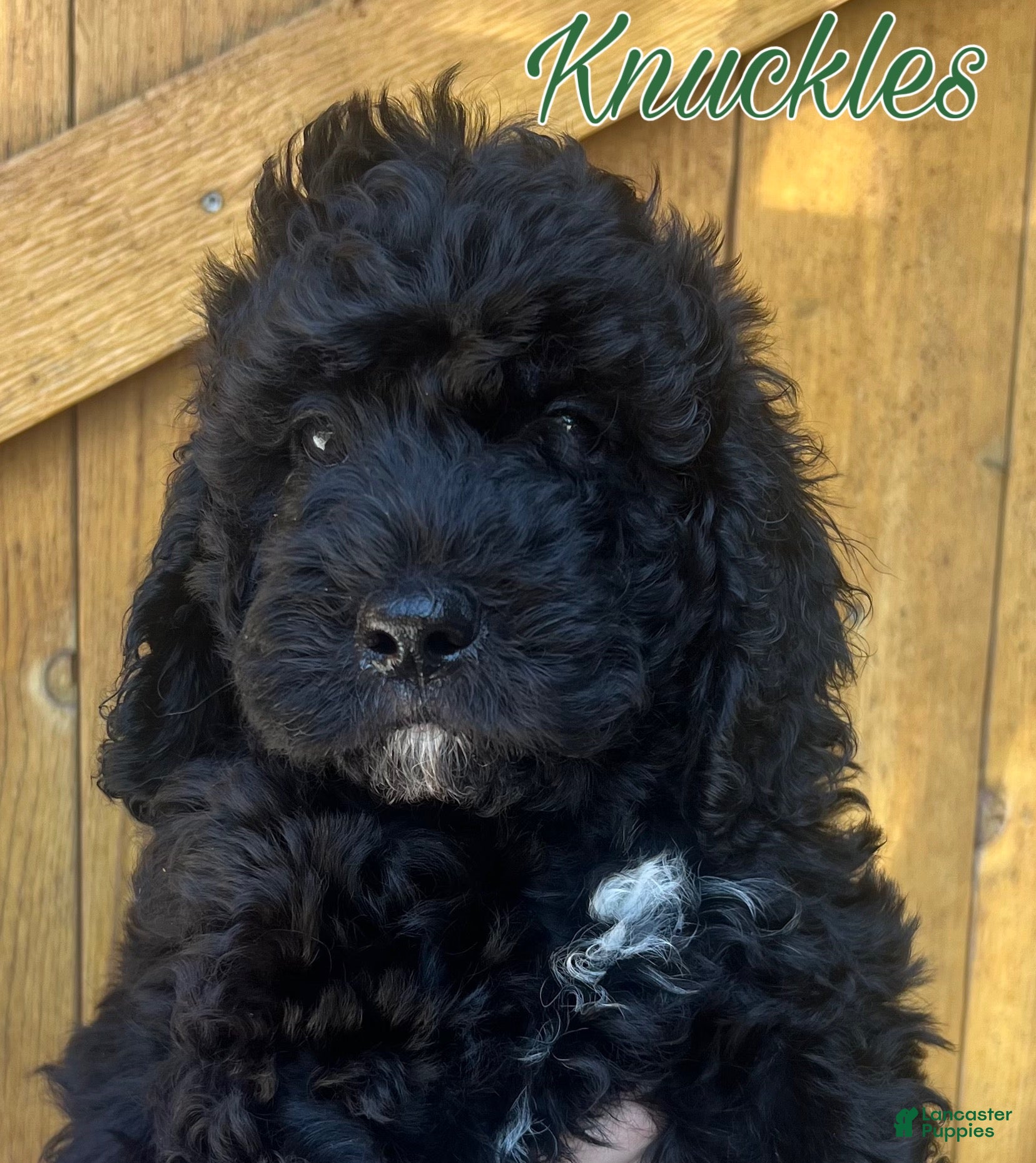 Cavapoo dogs Knuckles - Ad 35