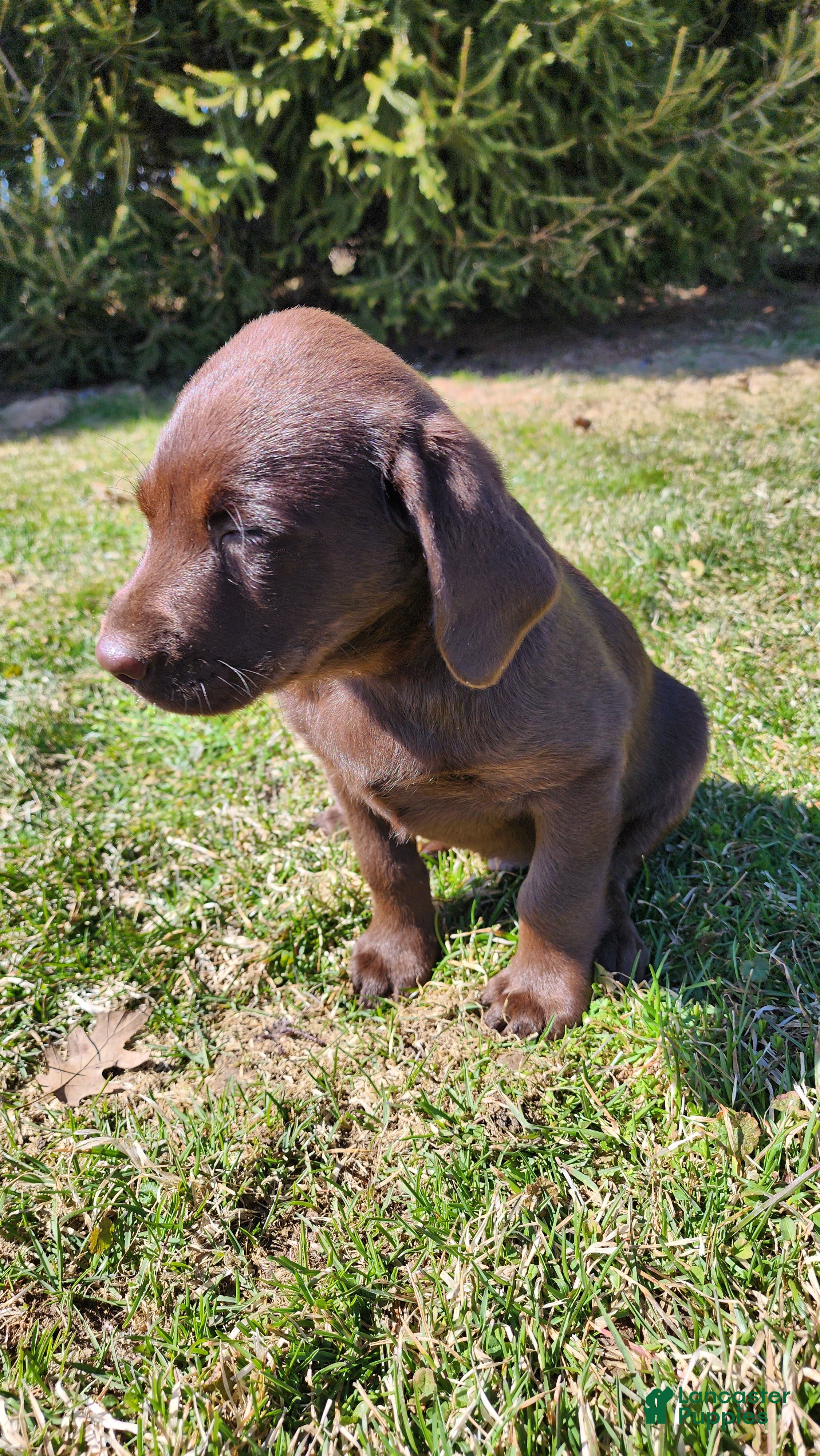 Labrador Retriever dogs Zain - Ad 16