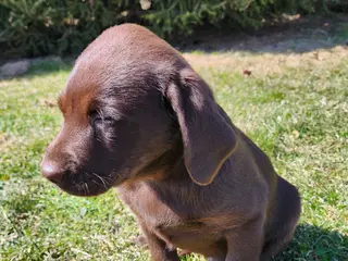 Labrador Retriever dogs Zain - Ad 16